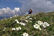 40 Anemone narcissino (Anemone narcissiflora)